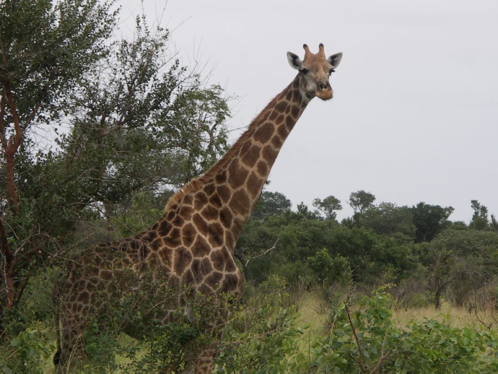 giraffe